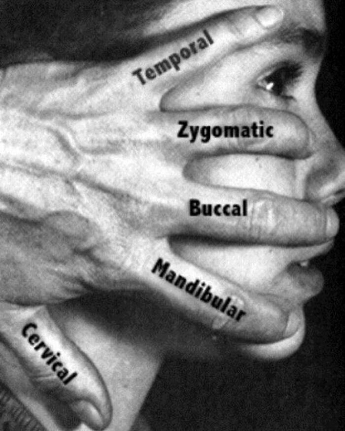 Hand with labeled anatomical terms covering a person's face, illustrating fascinating and unnerving medical concepts.