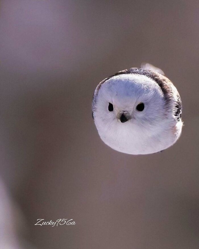 Close-up of a cute animal, a small bird in mid-flight, capturing the charm to melt stress and anxiety.