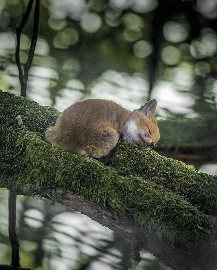 Sleeping cute fox resting on a moss-covered tree branch in a peaceful forest, capturing adorable animal calmness.