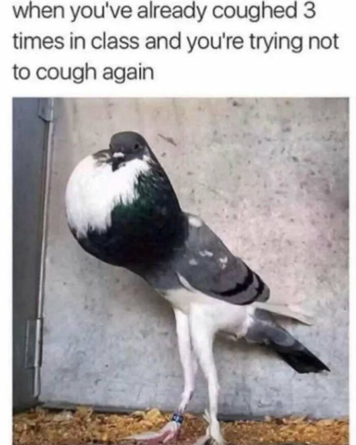 Pigeon with puffed-up chest looking tense, illustrating relatable memes about life as an introvert and social anxiety.