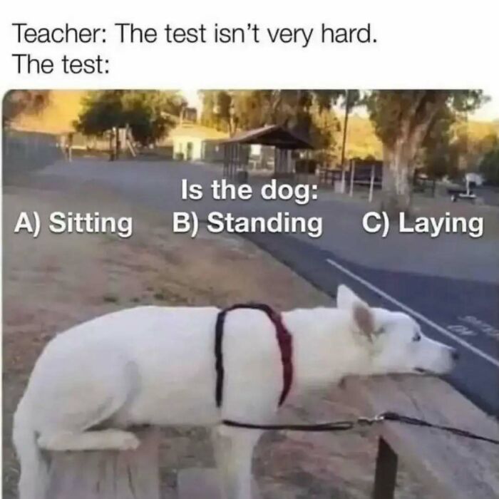 White dog laying on a bench with text meme about a confusing test, relatable introvert memes about awkward situations.