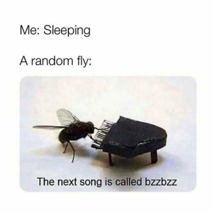 Fly playing a tiny piano with caption about sleep, relatable meme capturing introvert life and common annoyances.