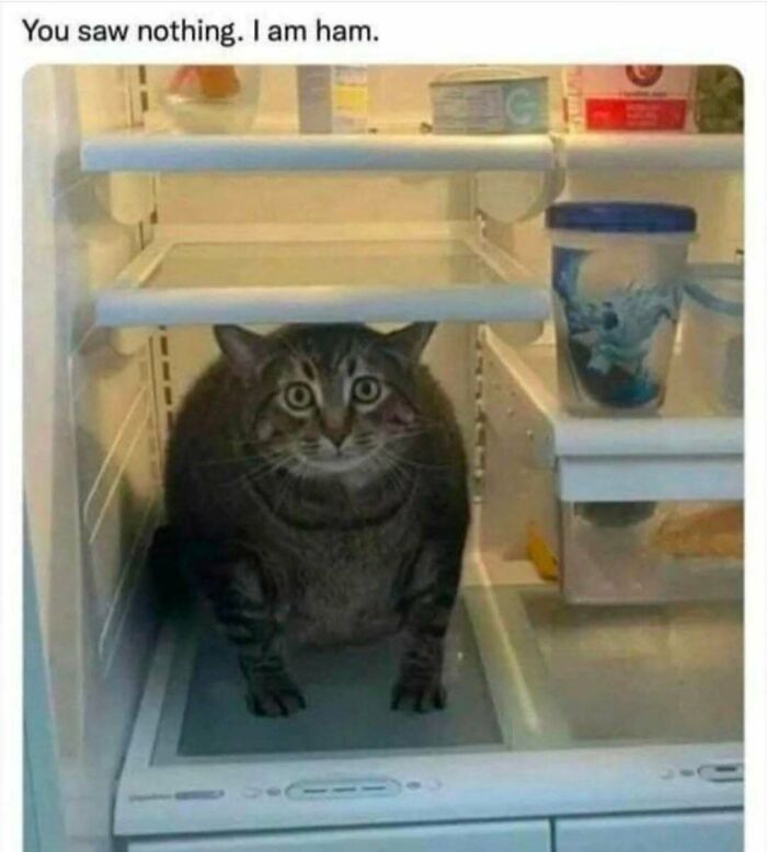 Tabby cat sitting inside a refrigerator looking wide-eyed, captioned with a humorous cat meme phrase.