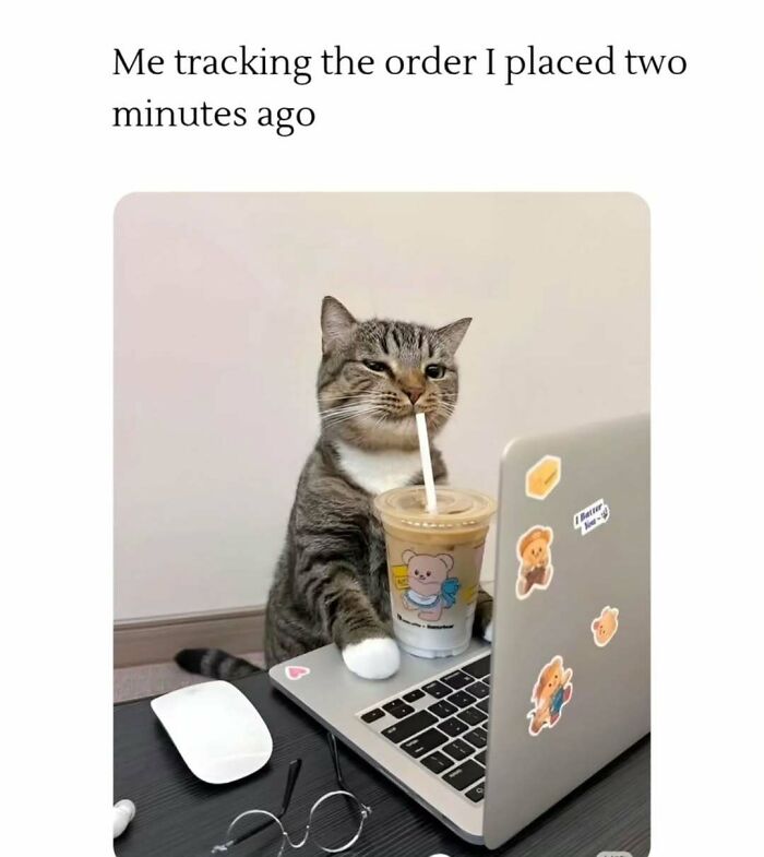 A cat sipping a drink while using a laptop, perfect for fans of cat memes and humorous internet posts.