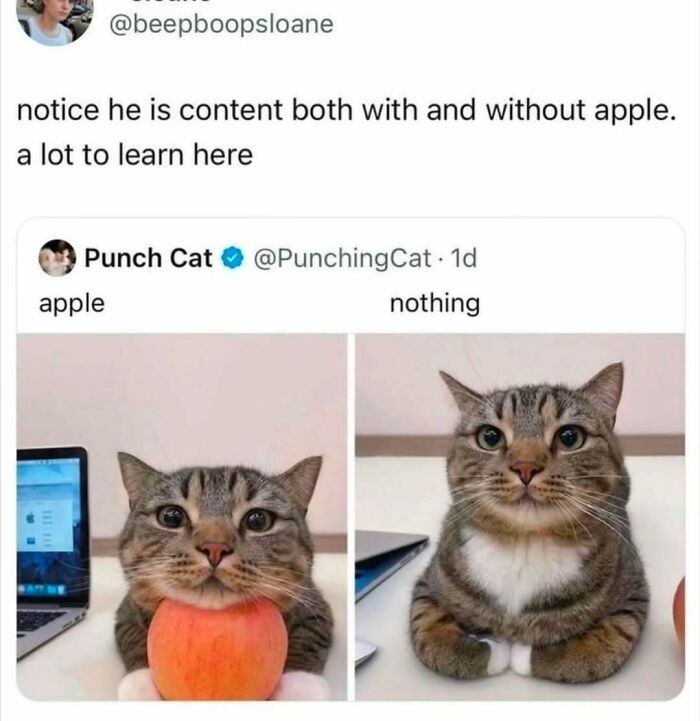 Cat meme showing a content tabby cat with and without an apple, perfect for cat memes lovers.