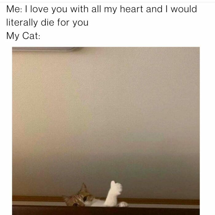 Cat meme showing cat giving a thumbs up under a message about loving the cat, perfect for cat memes lovers.
