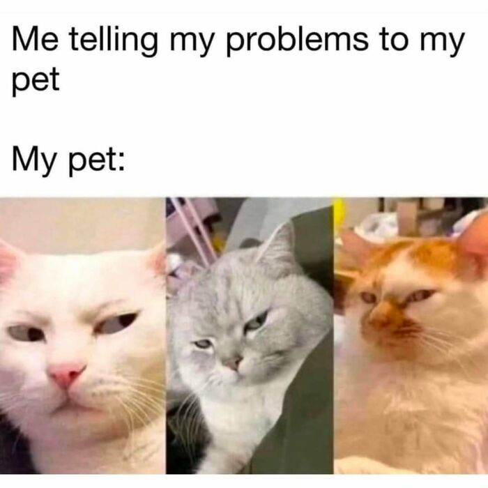 Three cats with unimpressed expressions reacting to their owner's problems, perfect for cat memes lovers.