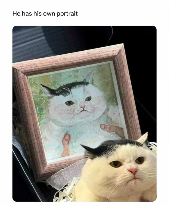 Cat with a framed portrait of itself, perfect for fans looking at cat memes and funny pet photos online.
