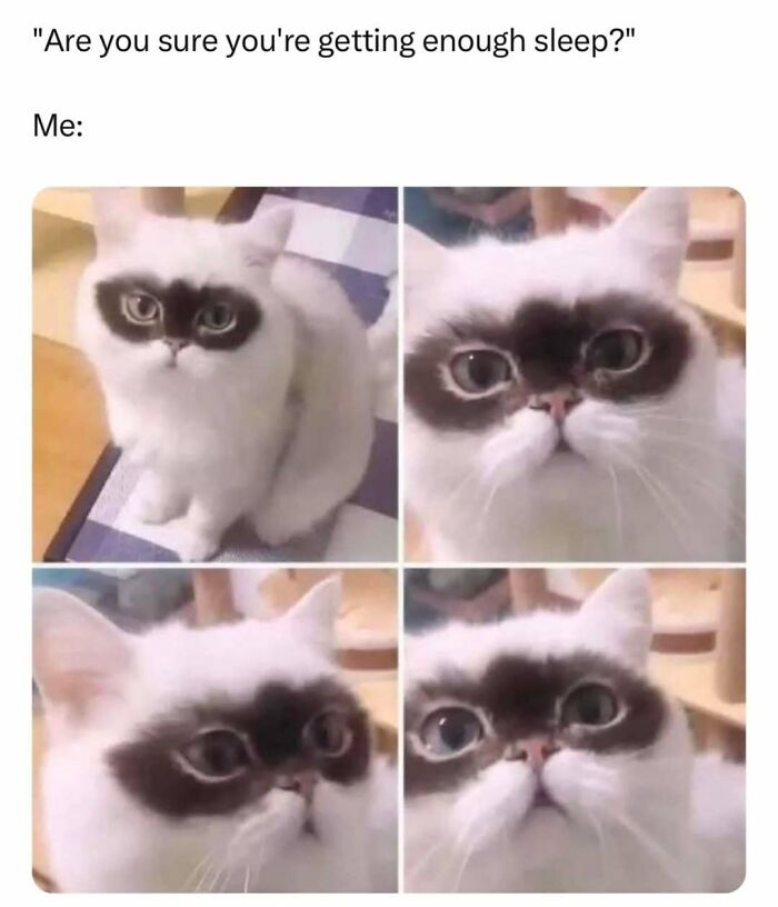 White cat with dark markings around eyes shown in four close-up frames, perfect for cat memes and funny cat posts.