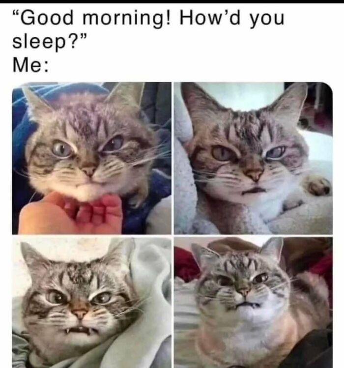 Collage of four grumpy cats with funny expressions, perfect for fans of cat memes and cat meme posts.