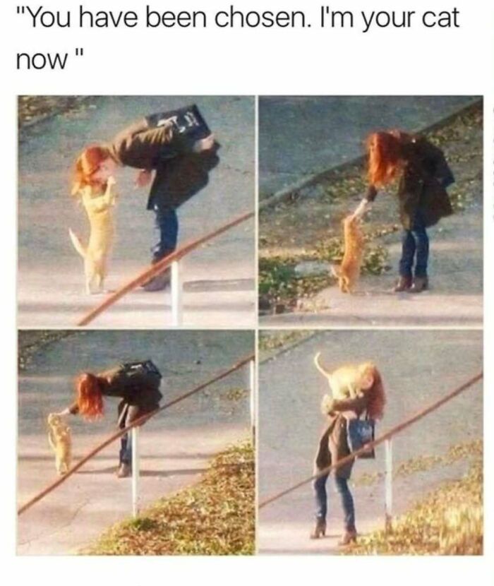 Woman interacting with a cat in four photos, capturing moments of a cat meme for cat meme lovers online.