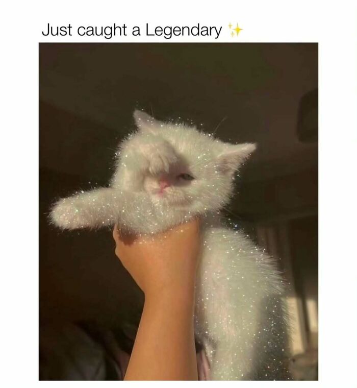 Hand holding a sparkling white kitten with text about catching a legendary cat meme for cat meme enthusiasts.