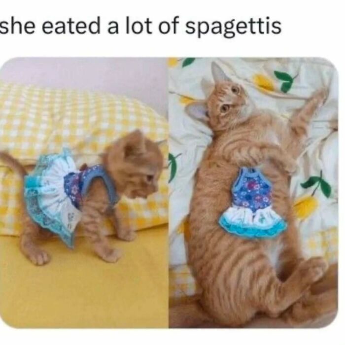 Cute orange cat wearing a small dress in two poses, perfect for fans looking at cat memes and funny posts.