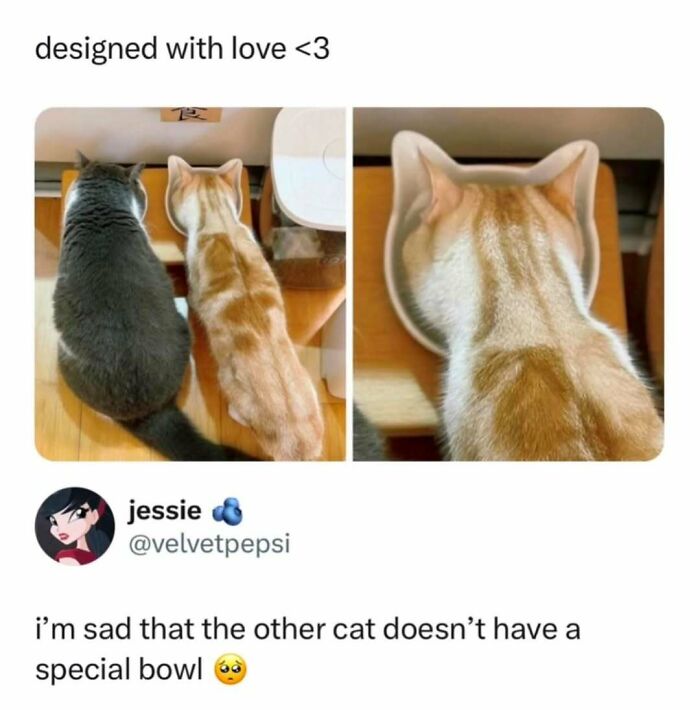 Two cats eating from a regular bowl and a cat-shaped bowl, perfect for cat memes lovers looking for fun posts.