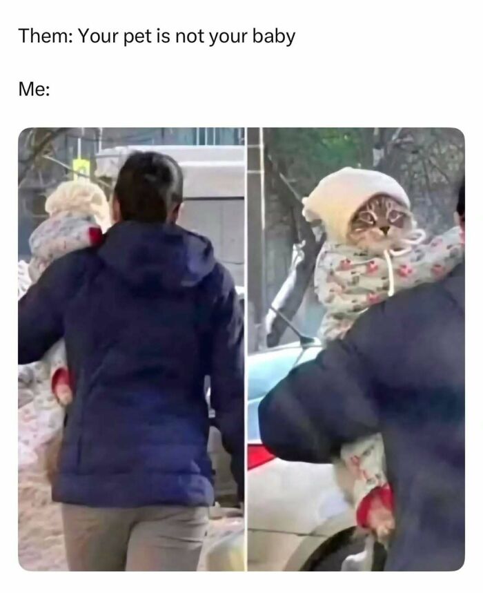 Person carrying a cat dressed as a baby outdoors, highlighting humorous cat memes about pets being like babies.