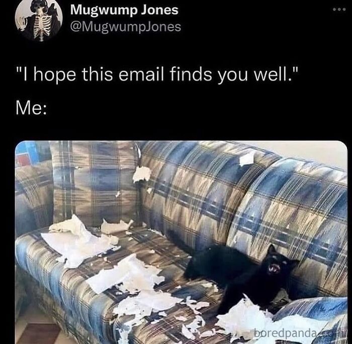 Therapy meme showing a black cat wrecking a couch with torn paper, symbolizing relatable therapy moments.