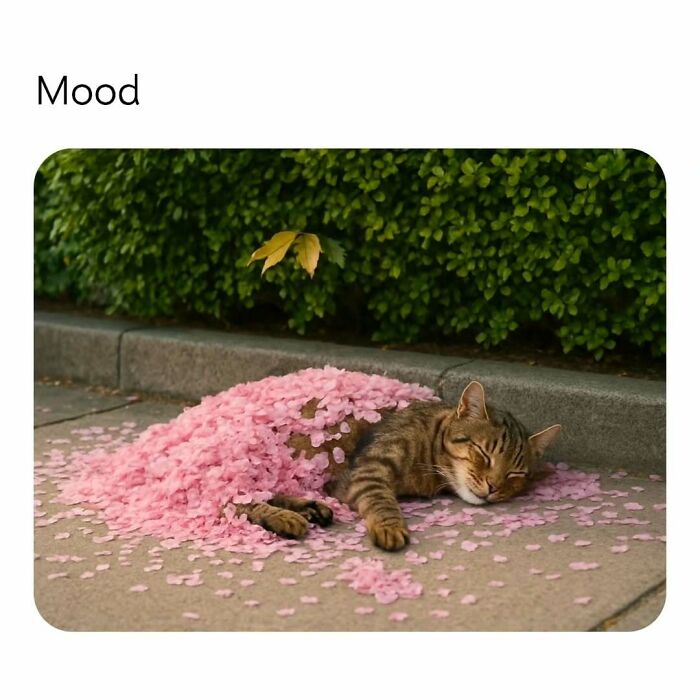 A cat lying peacefully on a sidewalk covered with pink flower petals, capturing a relaxed mood in cat memes.