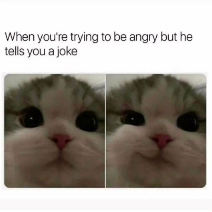 Close-up of a cat’s face showing an attempt to stay angry but breaking into a smile, perfect for cat memes lovers.