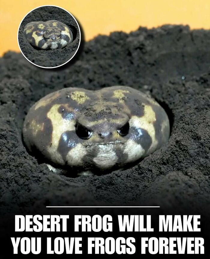 Desert frog partially buried in soil with a round body and cute expression, a charming photo of cute animals.