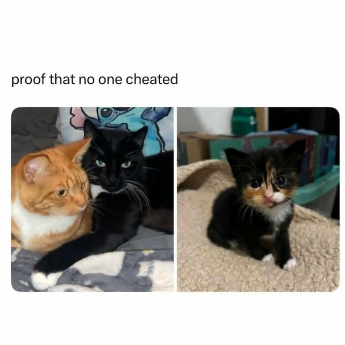 Two adult cats and a kitten together, a humorous cat meme perfect for fans of cat memes and funny cat posts.