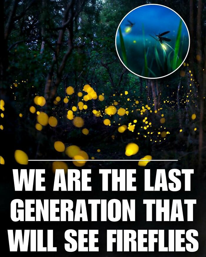 Fireflies glowing in a forest at night, showcasing cute animals that help melt stress and anxiety instantly.