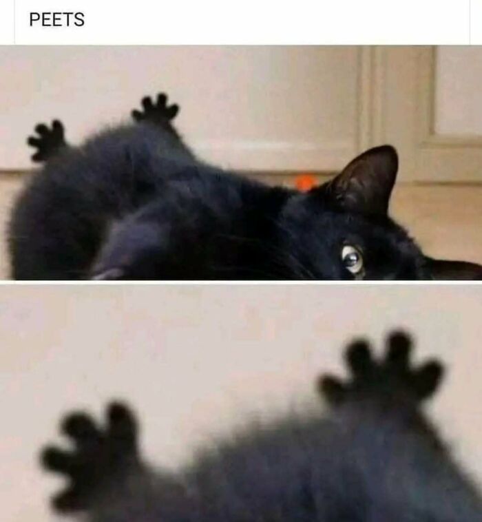 Black cat lying on its back with paws stretched, a humorous cat meme perfect for cat meme lovers and fun posts.
