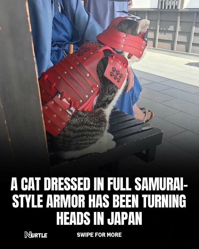 Cat dressed in samurai armor sitting on a bench, a fun and random fact capturing attention in Japan.