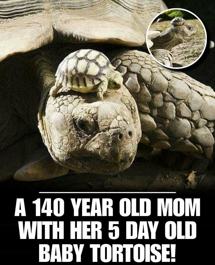 Cute animals photo of a baby tortoise resting on its 140-year-old mom’s head, showcasing animal bonding and charm.