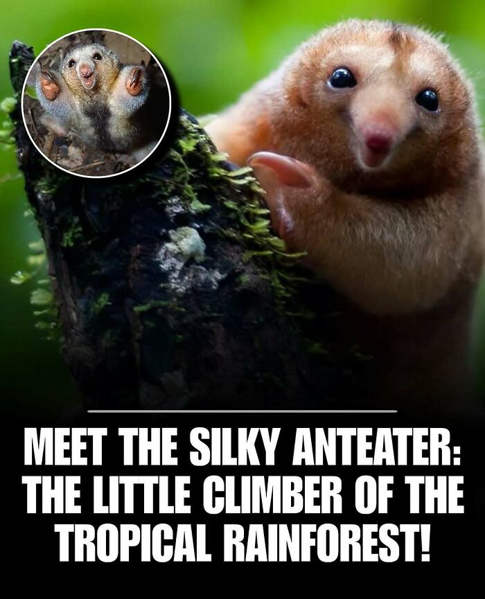 Silky anteater clinging to mossy tree trunk, showing cute animal that can instantly melt stress and anxiety.