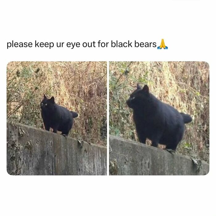 Black cat on a wall blending into nature, perfect for those who enjoy looking at cat memes.