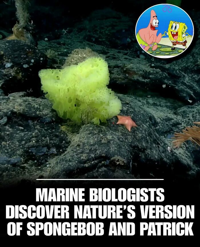 Underwater scene showing a yellow sponge and starfish resembling cute animals that can melt stress and anxiety.