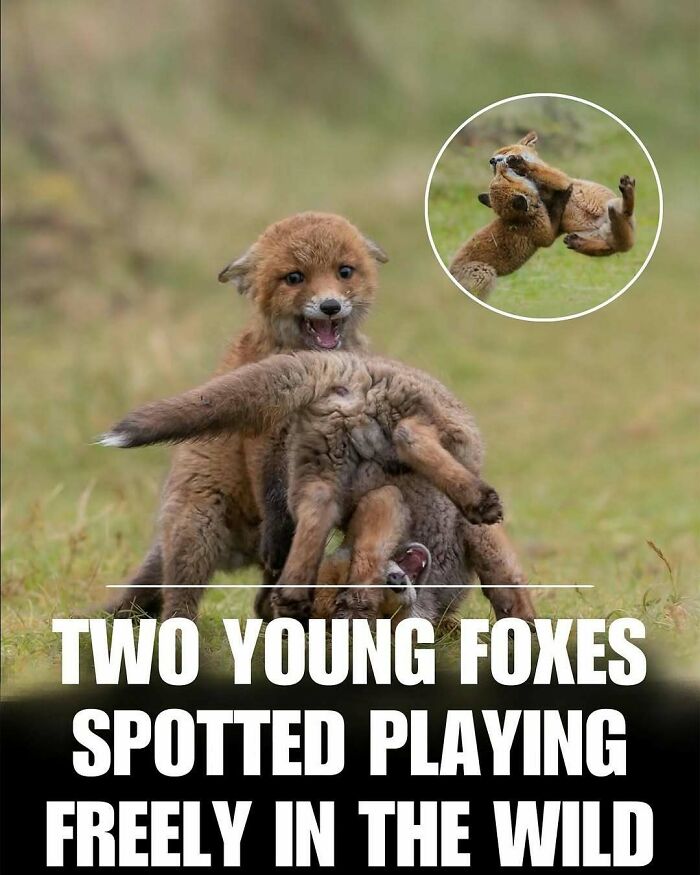 Two young foxes playing in the wild, a cute animal moment that can instantly melt stress and anxiety.