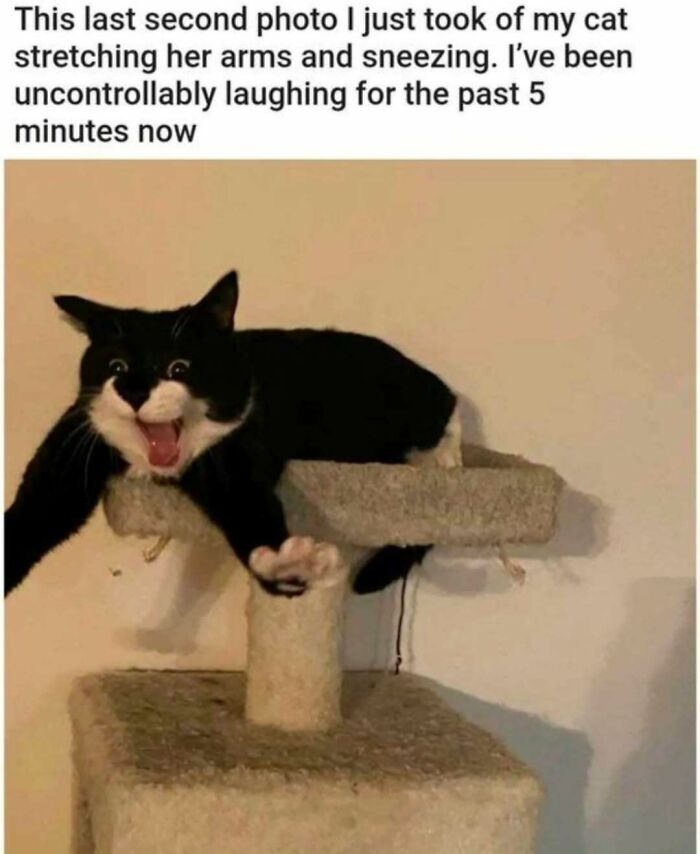 Black and white cat stretching on a cat tree, captured mid-sneeze with a surprised expression, perfect for cat memes.