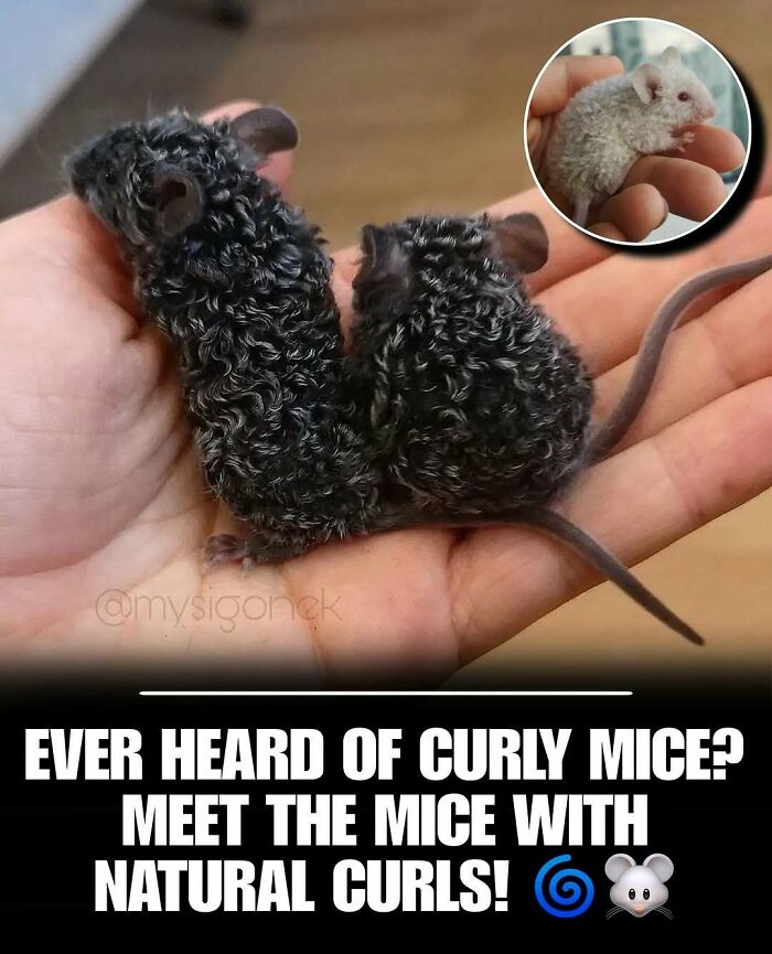 Two curly mice resting on a hand showing cute animals with unique natural fur curls to melt stress and anxiety.