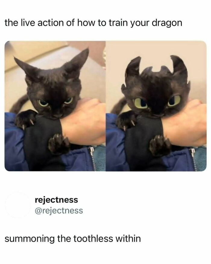 Black cat biting a person's arm with edited dragon-like ears, funny cat memes for those who love cute and humorous cat posts.