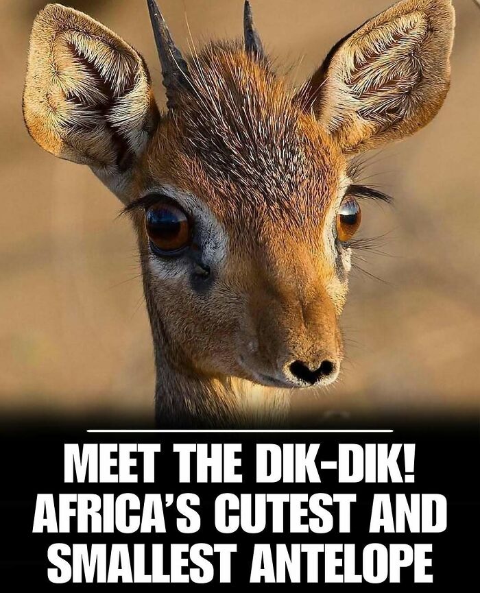 Close-up of a dik-dik antelope, one of the cutest animals to melt stress and anxiety quickly.