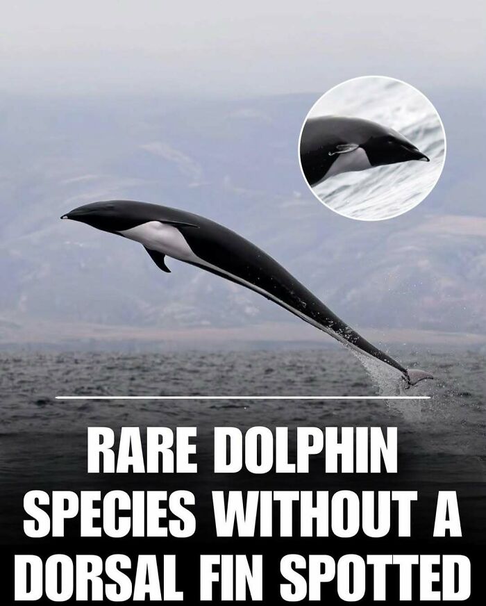 Rare dolphin without a dorsal fin jumping out of the water, showcasing a unique and cute animal in its natural ocean habitat.