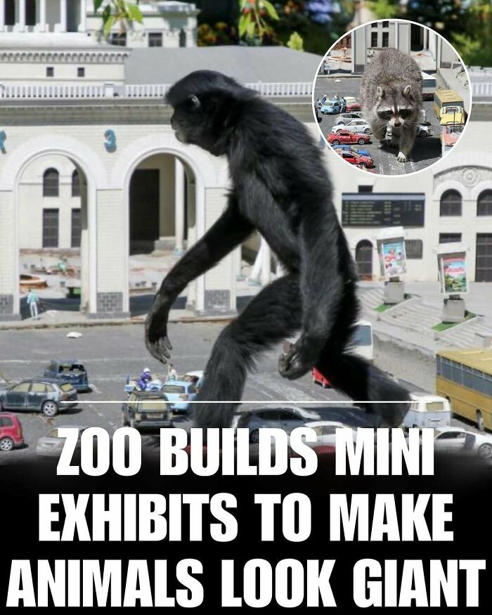 Black primate and raccoon in a zoo mini exhibit with cute animals to melt stress and anxiety seen as giant figures.