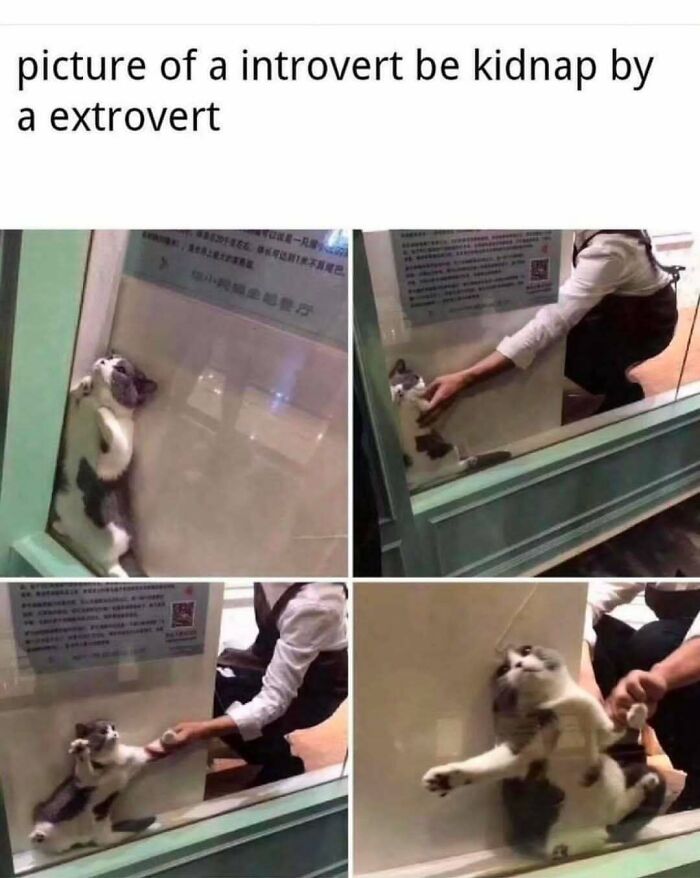 Cat memes showing a shy cat being playfully "kidnapped" by a person, highlighting humorous introvert and extrovert behavior.