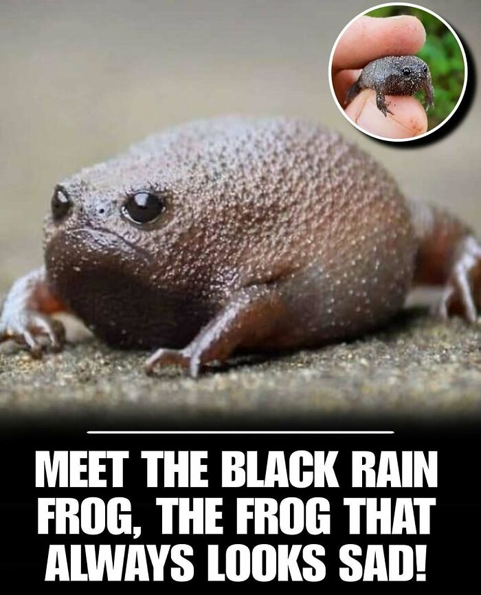 Black rain frog with a sad expression, one of the cute animals to instantly melt your day’s stress and anxiety.