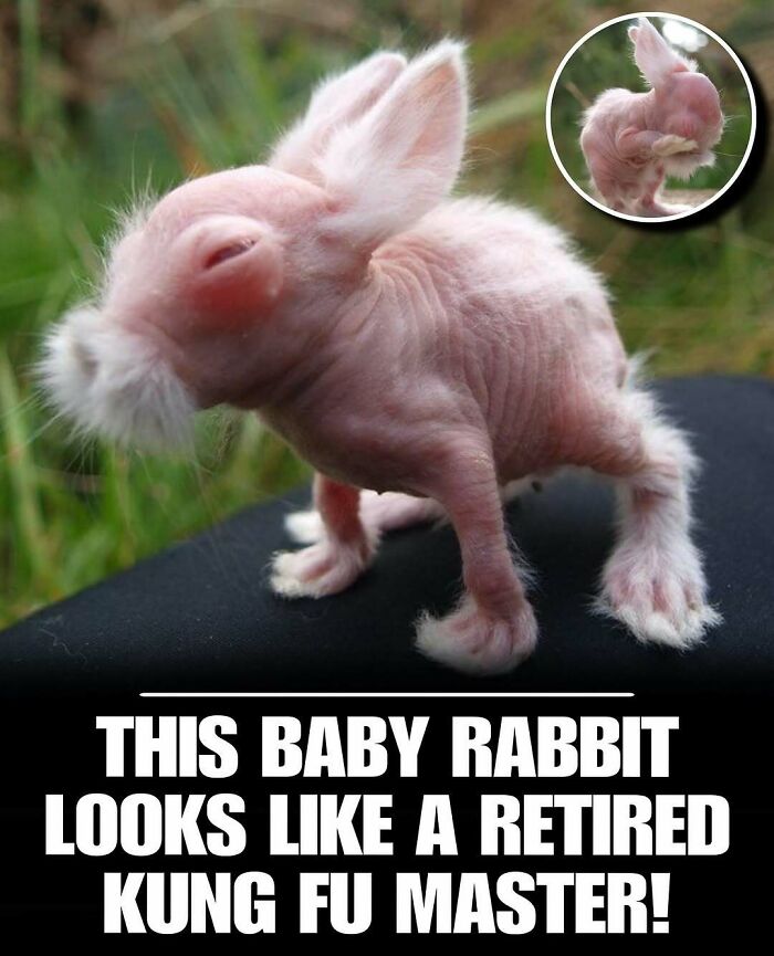 Hairless baby rabbit with closed eyes and tiny paws, one of the cute animals to instantly melt your stress and anxiety.