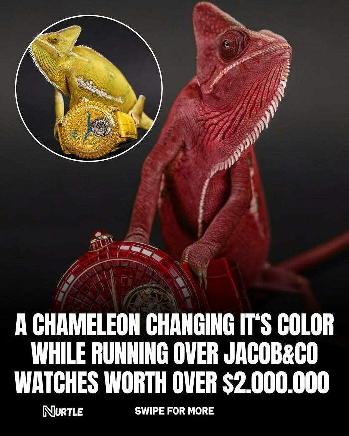Chameleon changing color while near luxury Jacob&Co watches, illustrating random facts that are fun to know.