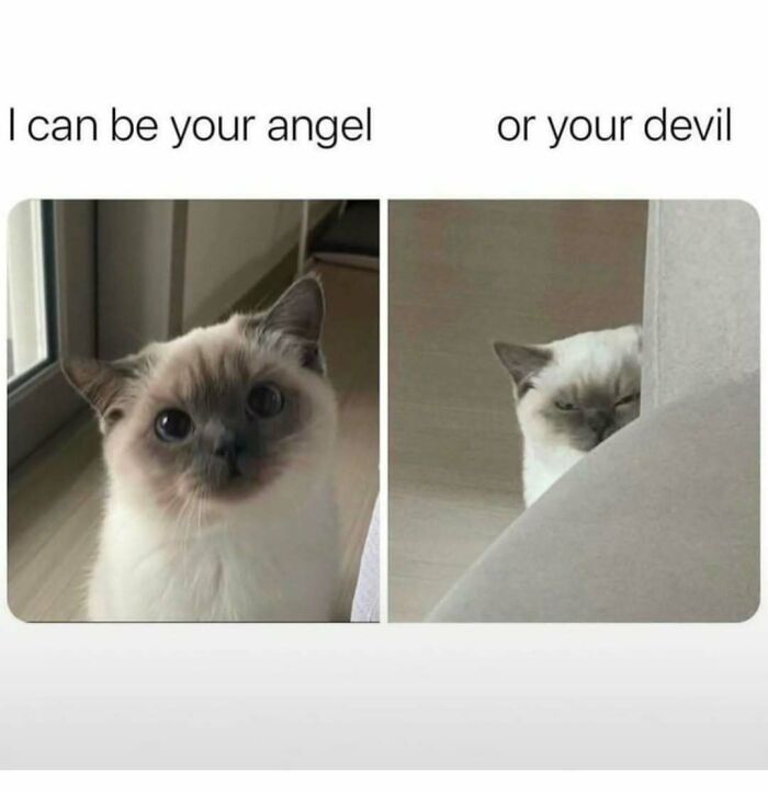 Two photos of a cat showing different expressions representing cat memes and playful moods.