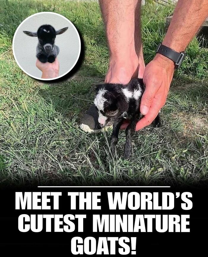 Tiny black and white miniature goat being held gently on grass, showcasing one of the cutest animals to melt stress and anxiety