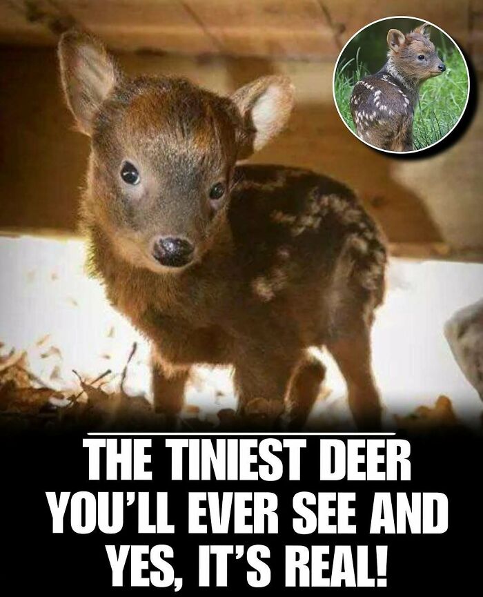 Tiny cute animal baby deer standing indoors with text about the tiniest deer to melt stress and anxiety.