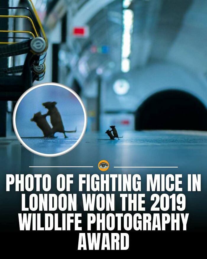 Photo of two fighting mice in London captured with intriguing story and awarded 2019 wildlife photography prize. Photo of two fighting mice in London captured with intriguing story and awarded 2019 wildlife photography prize.