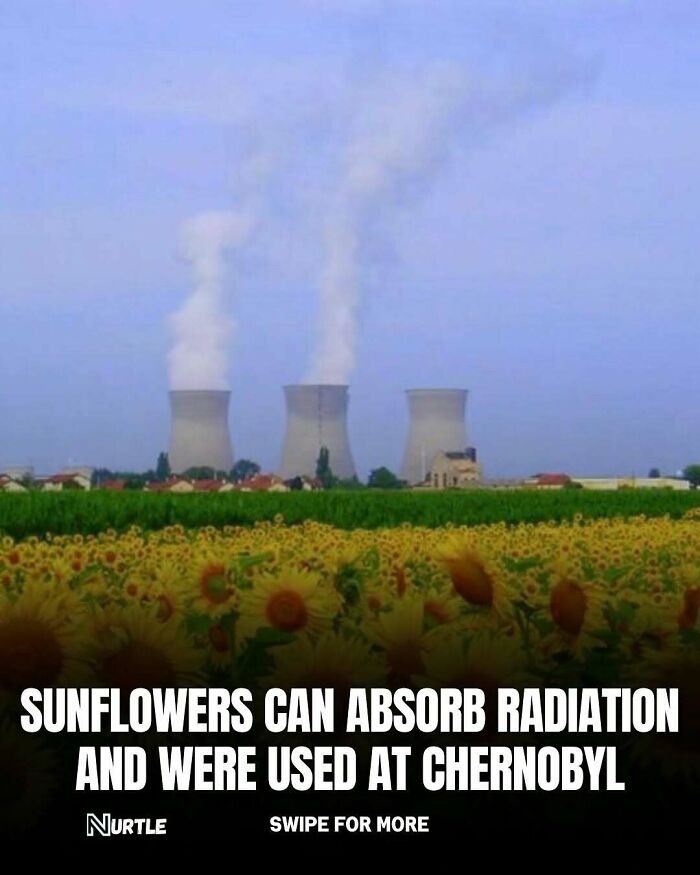 Field of sunflowers in front of cooling towers with smoke, highlighting random facts about sunflowers absorbing radiation.