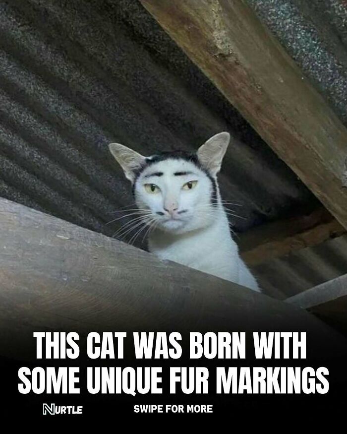 Cat with unique fur markings resembling a human face, a fun random fact to know and share.