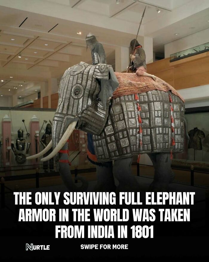 Elephant armor display in museum showcasing rare historical artifact from India, illustrating random facts fun to know.
