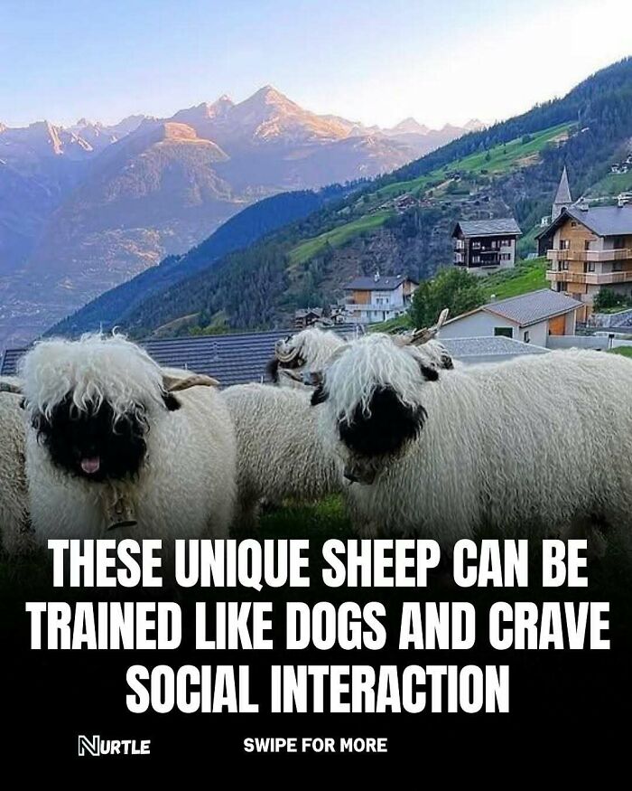 Unique sheep with fluffy wool in mountain village illustrating random facts about animals and social behavior.